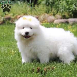 Becky, Samoyed Puppy